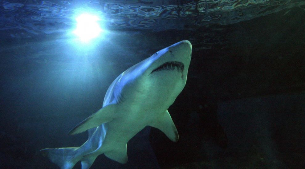 Google Earth takes you under the sea to swim with sharks