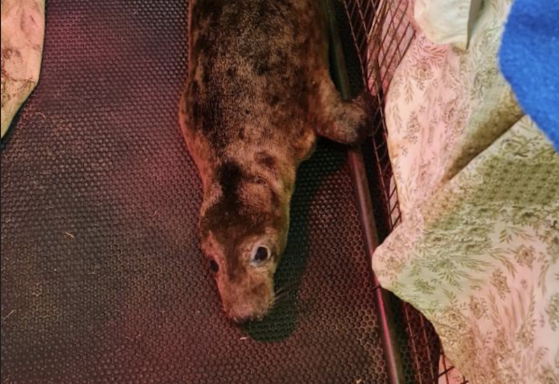 Sizzle the grey seal pup rescued near the smelly pond joins 5 others at the GSPCA