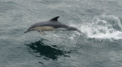 New undersea technology could help stop ‘ghost nets’ damaging aquatic life