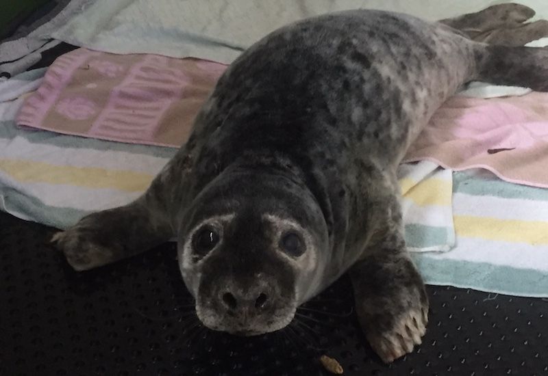 GSPCA rescues another seal