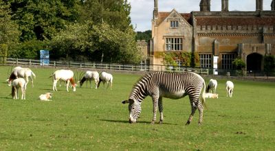 Thermal imaging tech used for zoo animal house heating system