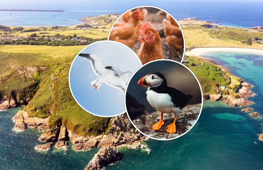 States of Alderney issues bird flu strategy advice