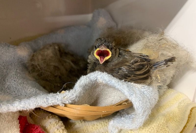 Baby birds fill GSPCA intensive care units