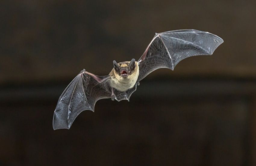 AI used to categorise different Bailiwick bat sounds