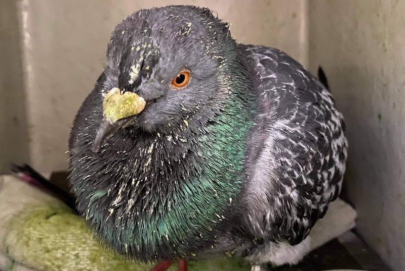 Guernsey hit by pigeon pandemic