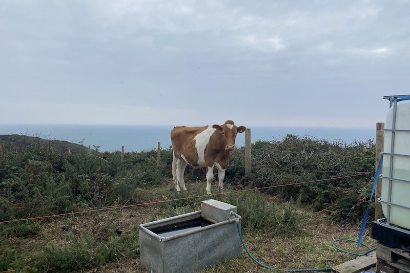 FOCUS: The importance of Guernsey's Conservation Herd
