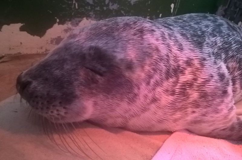 Chest infection claims seal pup