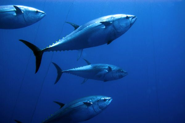 Bluefin tuna fishery possible in Bailiwick waters