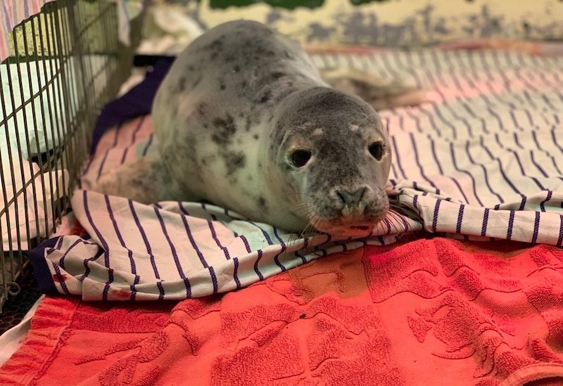 Seal pup weighed just 14kg