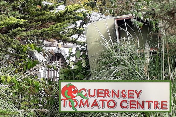 Tomato centre dormant and untouched for 20+ years
