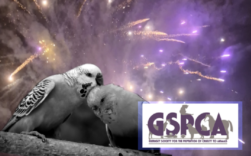 GSPCA look to gauge opinions on fireworks, as unregistered display leads to death of 11 budgies.