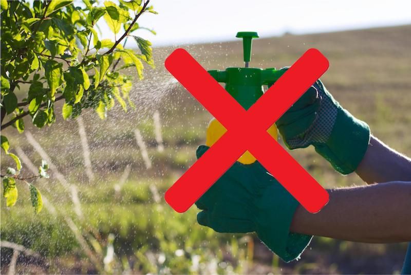 Calls for 'pesticide-free Guernsey'