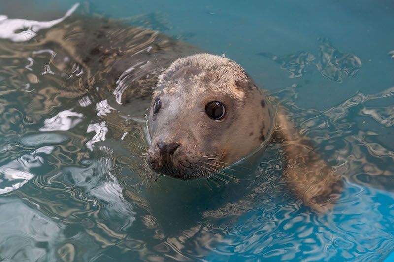 Co-op supports GSPCA's 'Save Our Seals' campaign