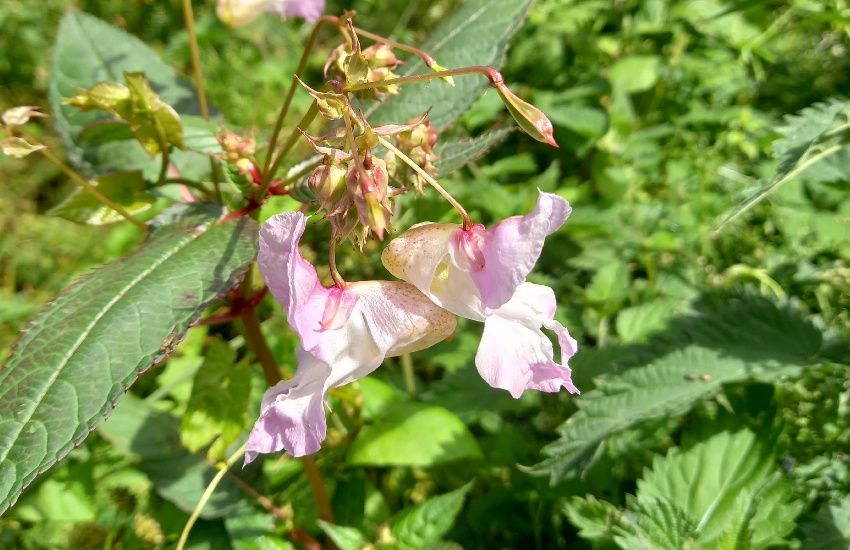 Invasive plant makes a return with land checks urged