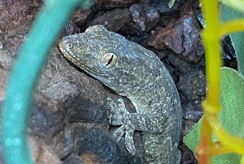 Stowaway lizard journeys from India to Guernsey