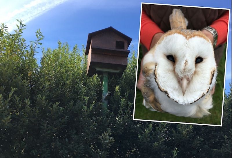 Feathery family gets new home