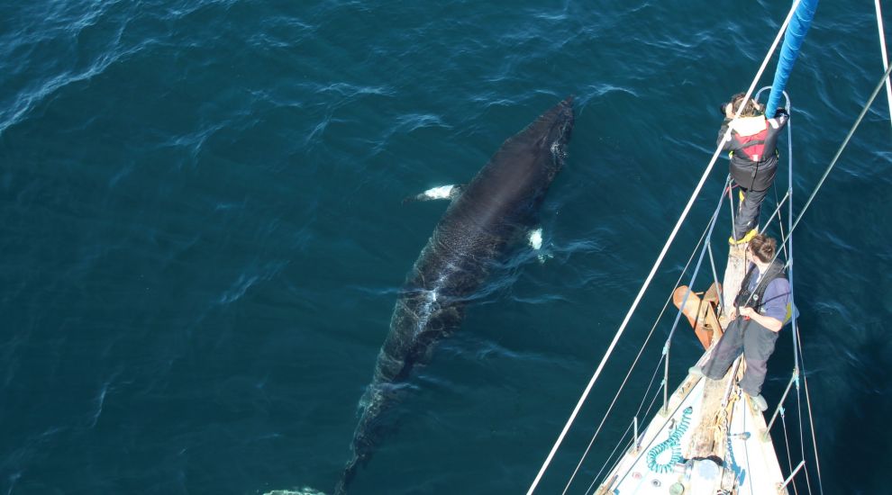 New laser technology to help research into whales and dolphins