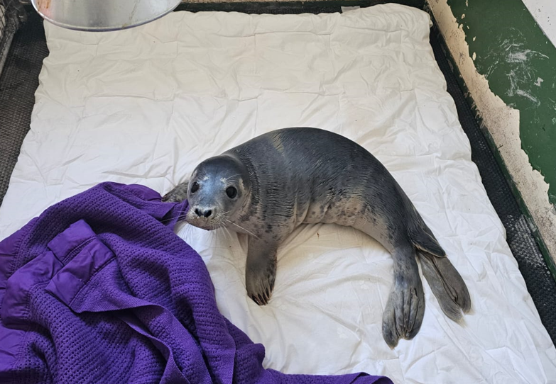 Record number of seals at GSPCA