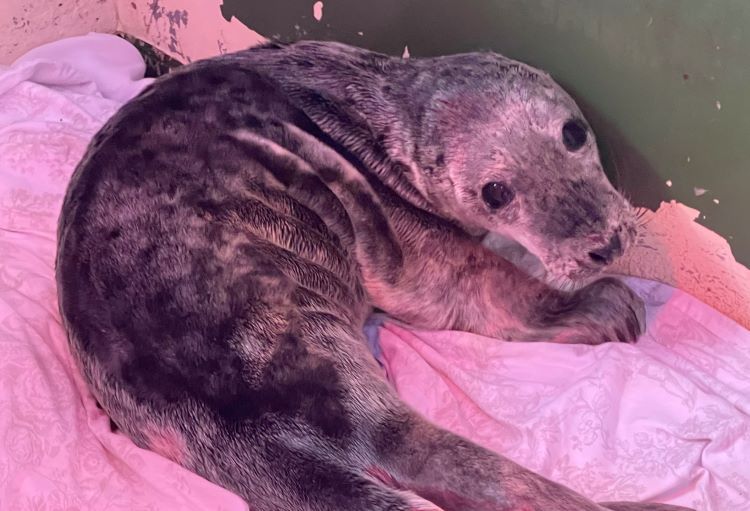 GSPCA rescues another seal pup