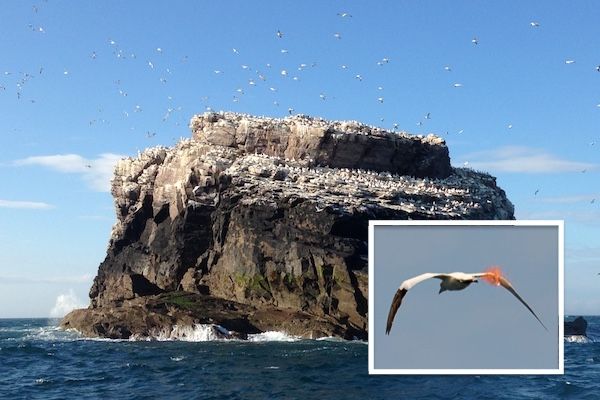 Fishing wire traps birds on Alderney rocks
