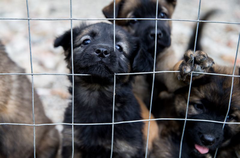 Puppy farming concerns in Guernsey