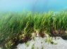 Eelgrass could heal our environment - why ‘BEEP’ are receiving funding to study