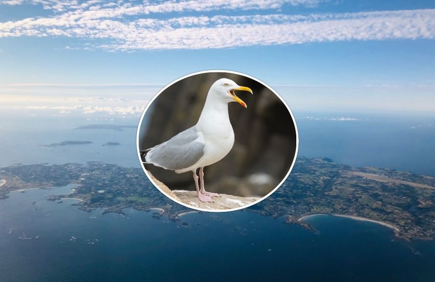 Advice issued after bird flu cases confirmed in Guernsey