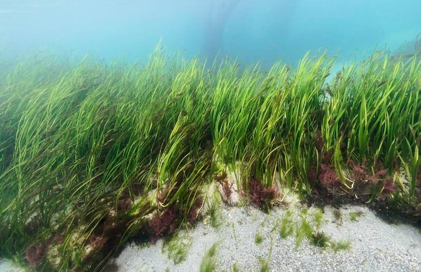 Eelgrass could heal our environment - why ‘BEEP’ are receiving funding to study