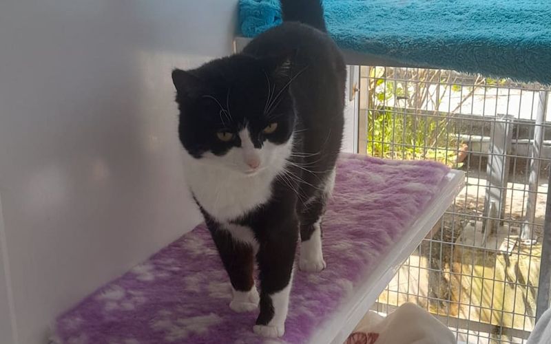 GSPCA raising funds for Ruby the cat