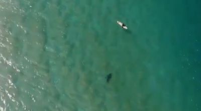 Surfer saved from shark attack thanks to warning from drone