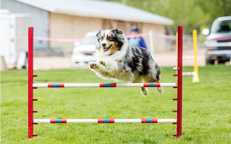 Guernsey Dog Agility League