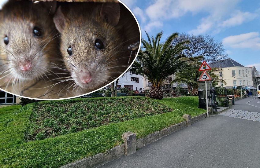 GALLERY: Government acknowledges rat issues in town