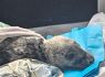 Second seal pup of the season rescued