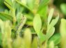 Topiary terror: Invasive caterpillars ravaging box hedging