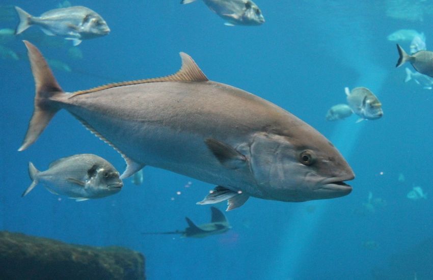 Work slowly grinds on opening a tuna fishery in Guernsey’s waters