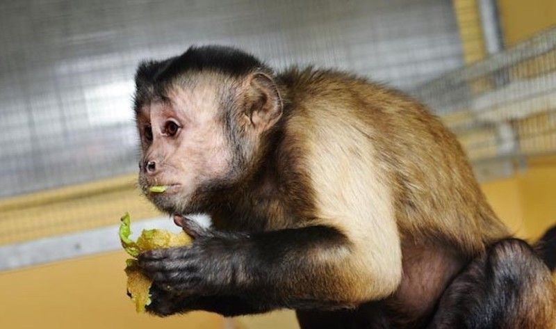 Sadness as Kodak the Capucin monkey passes away