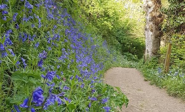 Cyclists blamed for damage at Bluebell Wood