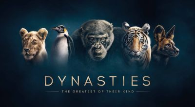 Sir David Attenborough’s Dynasties will be shown in ultra HD on iPlayer after broadcast