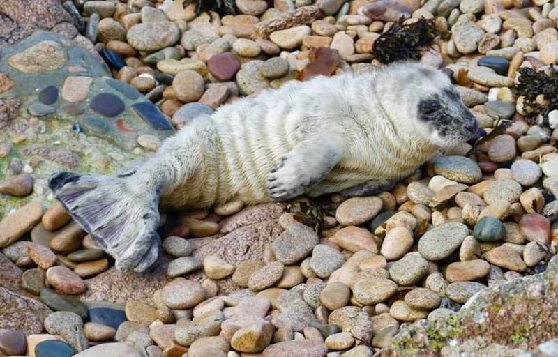 What to do if you see a seal pup