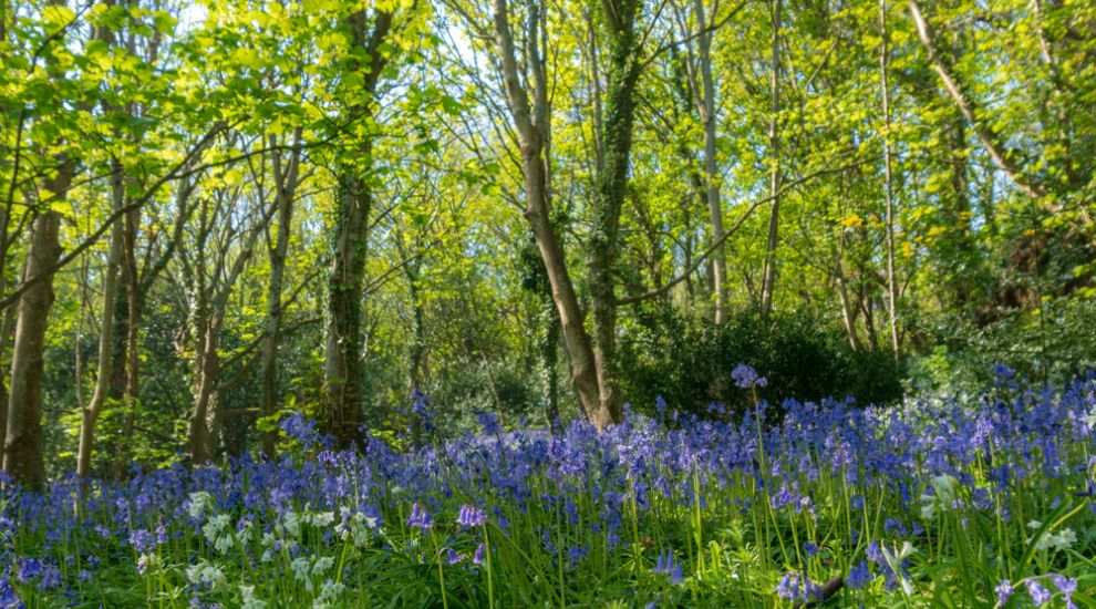 Bluebells set to benefit from multi-year conservation efforts