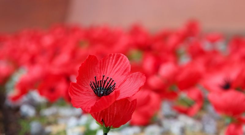 Poppy wreath damaged at Vale Church