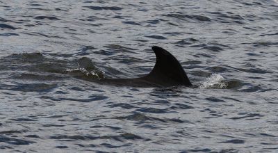 Sonar sounds cause whales to stop feeding and flee, study finds