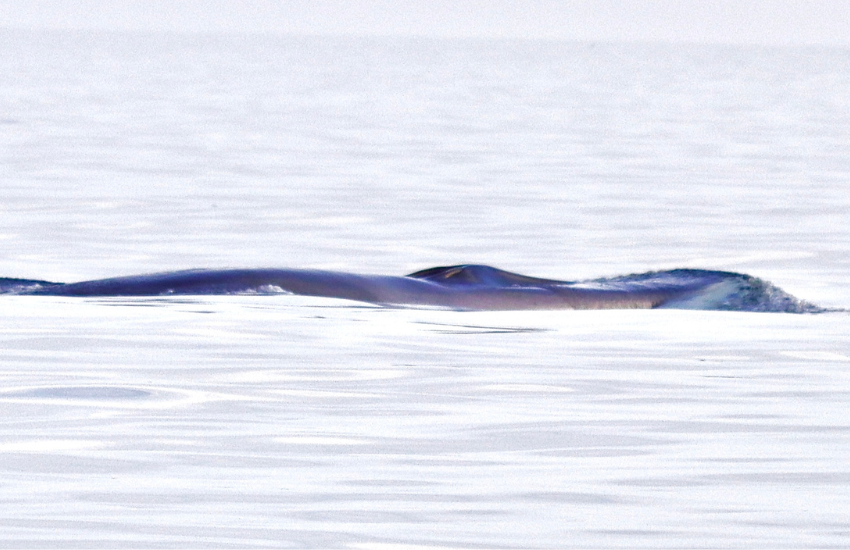 Fin whale spotted in Channel Island waters