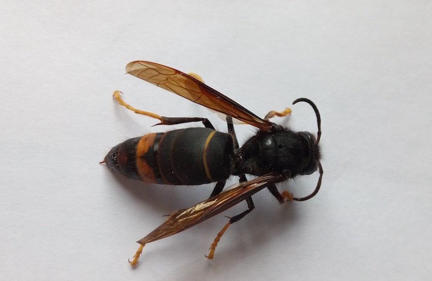 Asian Hornet numbers kept in check