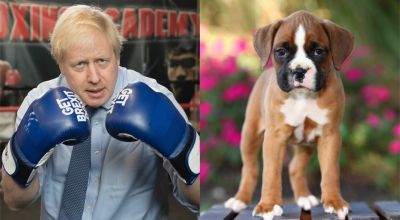 Boris Johnson replaced by puppies thanks to new online tool