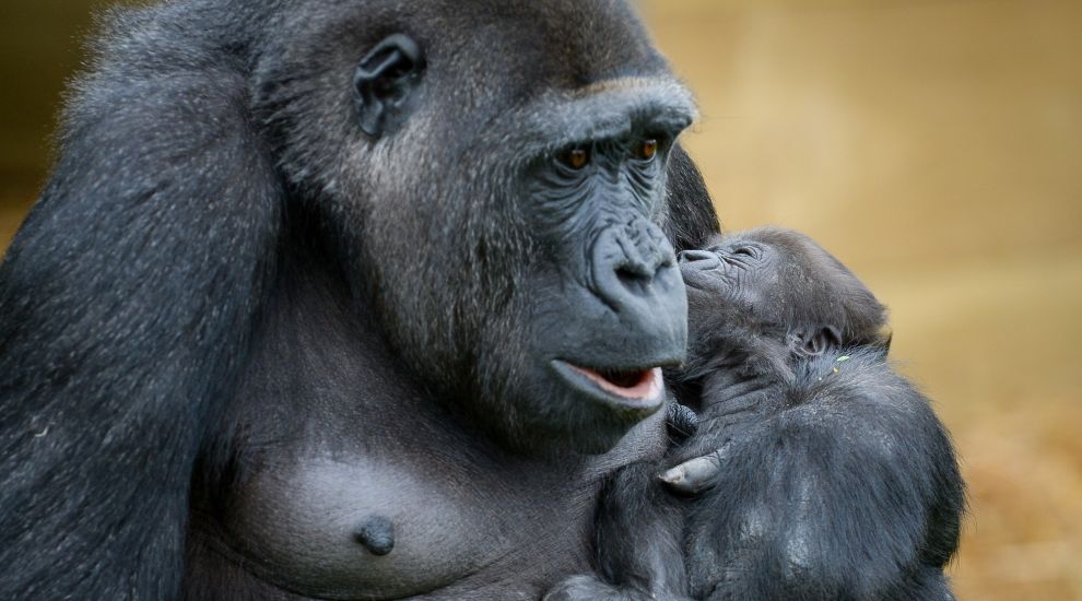 Recycling old phones ‘could help save endangered gorillas’