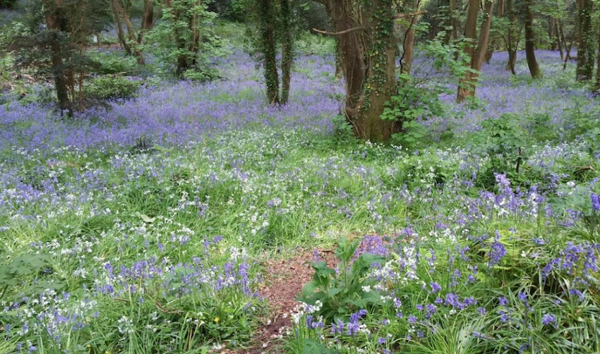 Stay on the path to help protect bluebells
