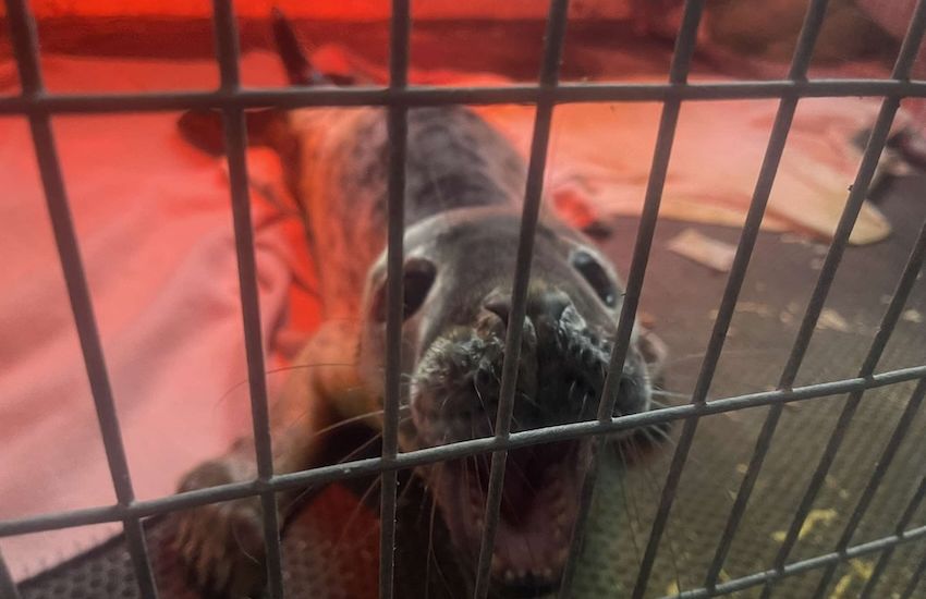 Angry seal pup rescued