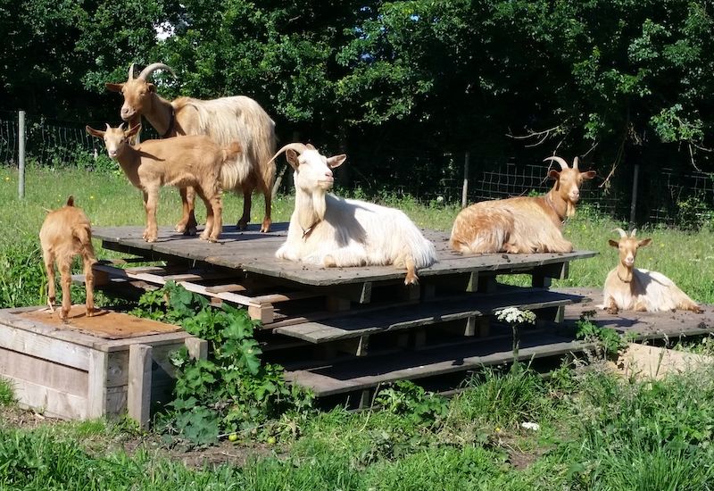 Goat herd lost to sudden illness