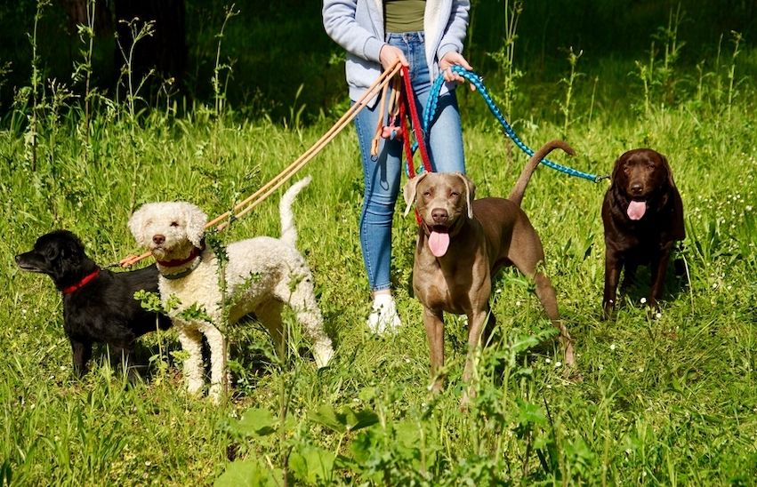 Dog-walkers, pet-sitters and groomers could be caught in new licensing net